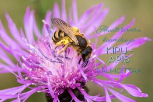 Akuutti turvotus, kuumotus ja kipu, Apis voi rauhoittaa, homeopatiaopisto